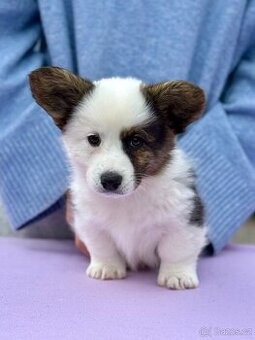 Welsh corgi cardigan s PP