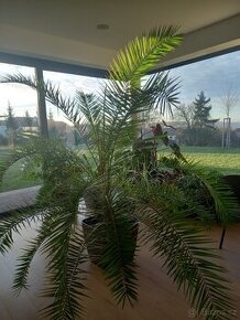 Palma o výšce cca 2,5 m