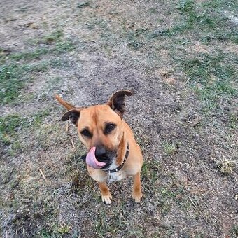 Kříženec Staforda