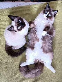 Krytí Ragdoll a Siamská kočka - Hledáme pro naše kočičky
