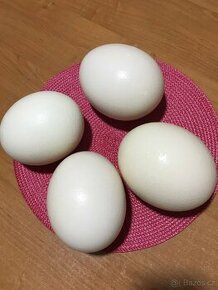 Pštrosi vejce