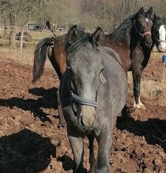 Hřebeček welsh part-bred X arab