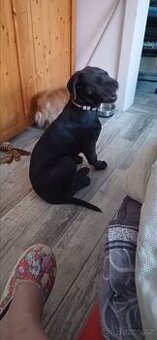 Cane corso