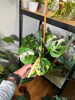 Monstera Adansonii Variegata (tricolour)