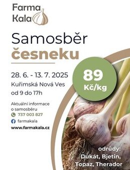 Samosběr česneku