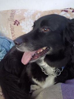 Prodáváme labradora Austrálckého