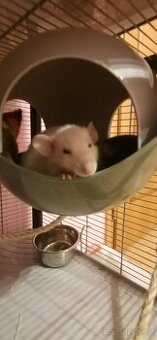 Dumbo potkanci