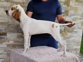 Fenka anglický pointer