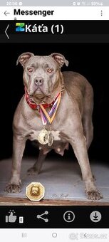 American bully XL/XXL