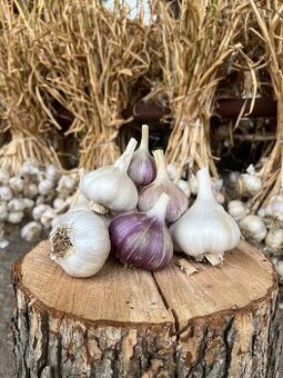 Český domácí česnek