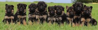 Německý ovčák štěňata s PP
