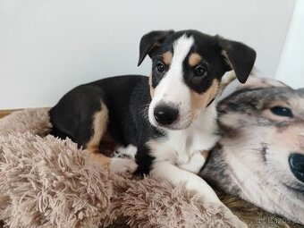 krátkosrstá kólie