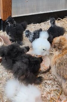 Kuřata hedvábničky