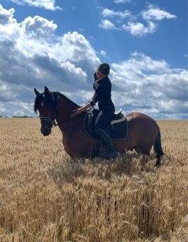 Český sportovní pony