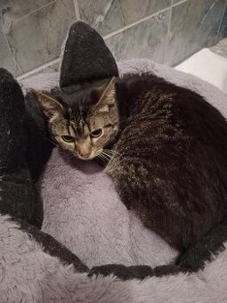 Kočička Andělka a její smutný příběh