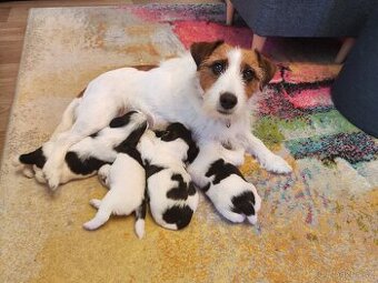 Jack Russell Teriér - vrh A z Lestkova