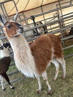 Prodám lamu krotkou - 1