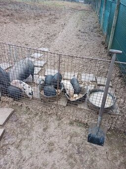 Selata vietnamského prasete