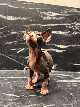 Rezervace koťat Donský sphynx (bez PP / bez rodokmenu)