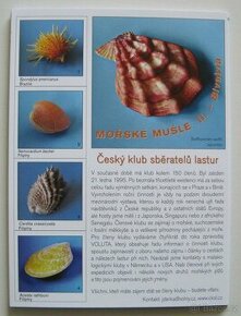 Pexeso s mořskými mlži (Bivalvia) NOVÉ