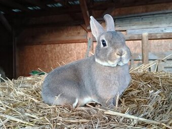 Zakrslý rex samička DARUJI