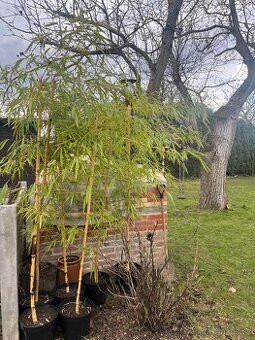 prodám bambus Phyllostachys vivax aureocaulis