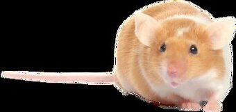 Prodám barevné Myšky - Mus musculus - 1