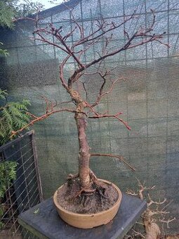 Bonsai,bonsaj Lipa