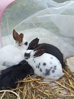 Prodám králíčky, za 2 týdny k odběru