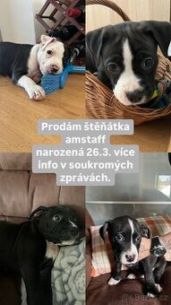 Americký stafordšírský teriér