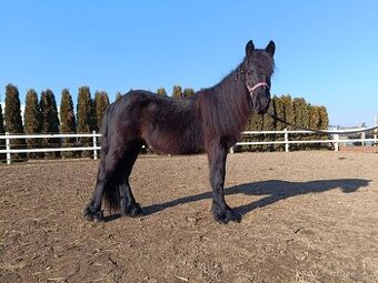 Fellský pony - 1