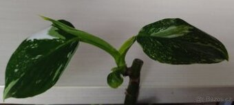 PHILODENDRON BÍLÍ ČARODĚJ