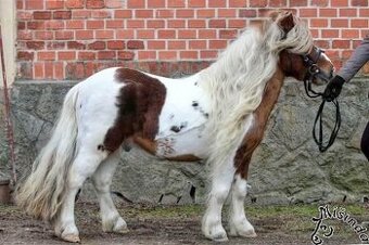 Připouštění Shetland pony