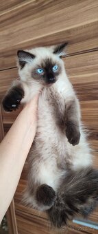 Ragdoll seal colorpoint bez PP