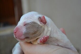American bully