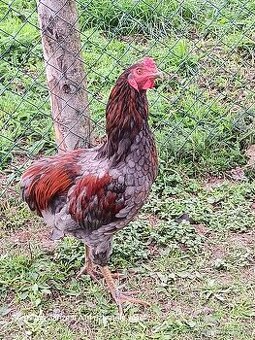 Araukana,Švédská květina
