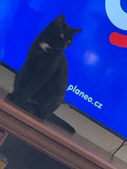 Kocourek skotská klapauchá