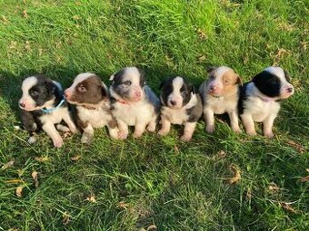 Štěňátka Border kolie