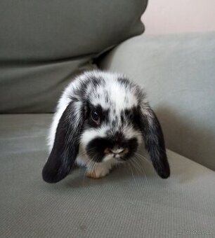 Zakrslý beránek králíček