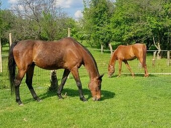 Valach A 1/1 Médium