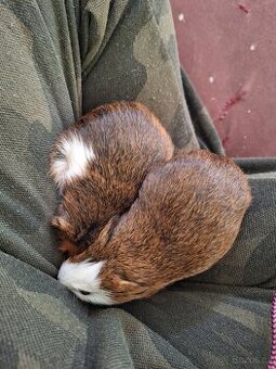 Mláďata morčat samci