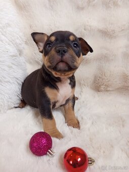 Štěňátka s PP - 1