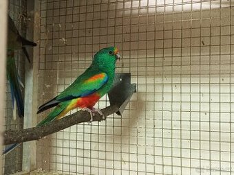 Prodám papoušky mnohobarvé