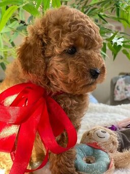 úžasný toy  pudl P.P. FCI