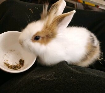 Prodám zakrslý králík kluk