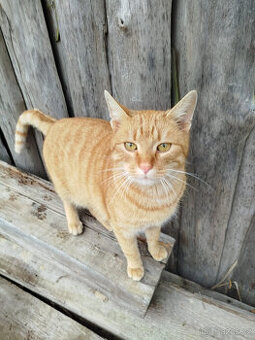 Mazlivý kocourek od Trhových Svinů