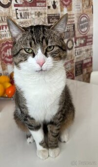 Daruji zdarma kocour