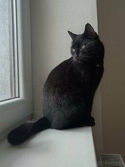 Kastrovaný, očkovaný, čipovaný Oliver