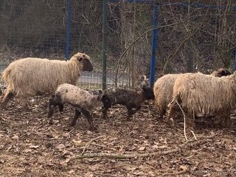 prodám jehňata s matkou