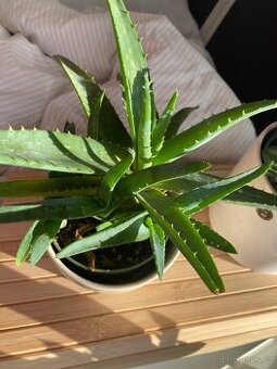 Aloe vera